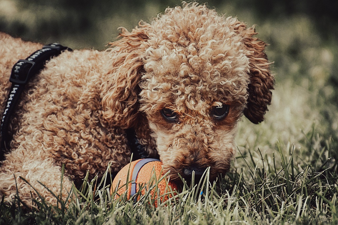 Poodle hybrids