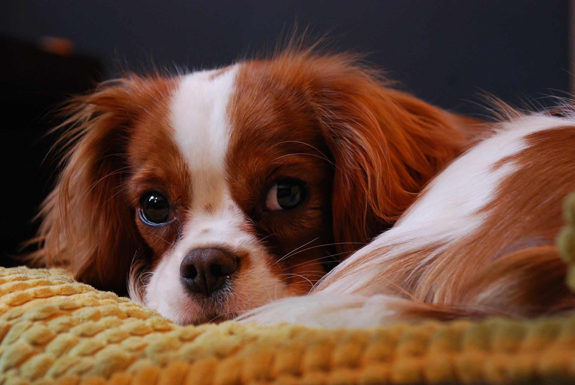 The Enchantment of Cavalier King Charles Spaniels:In-Depth Exploration