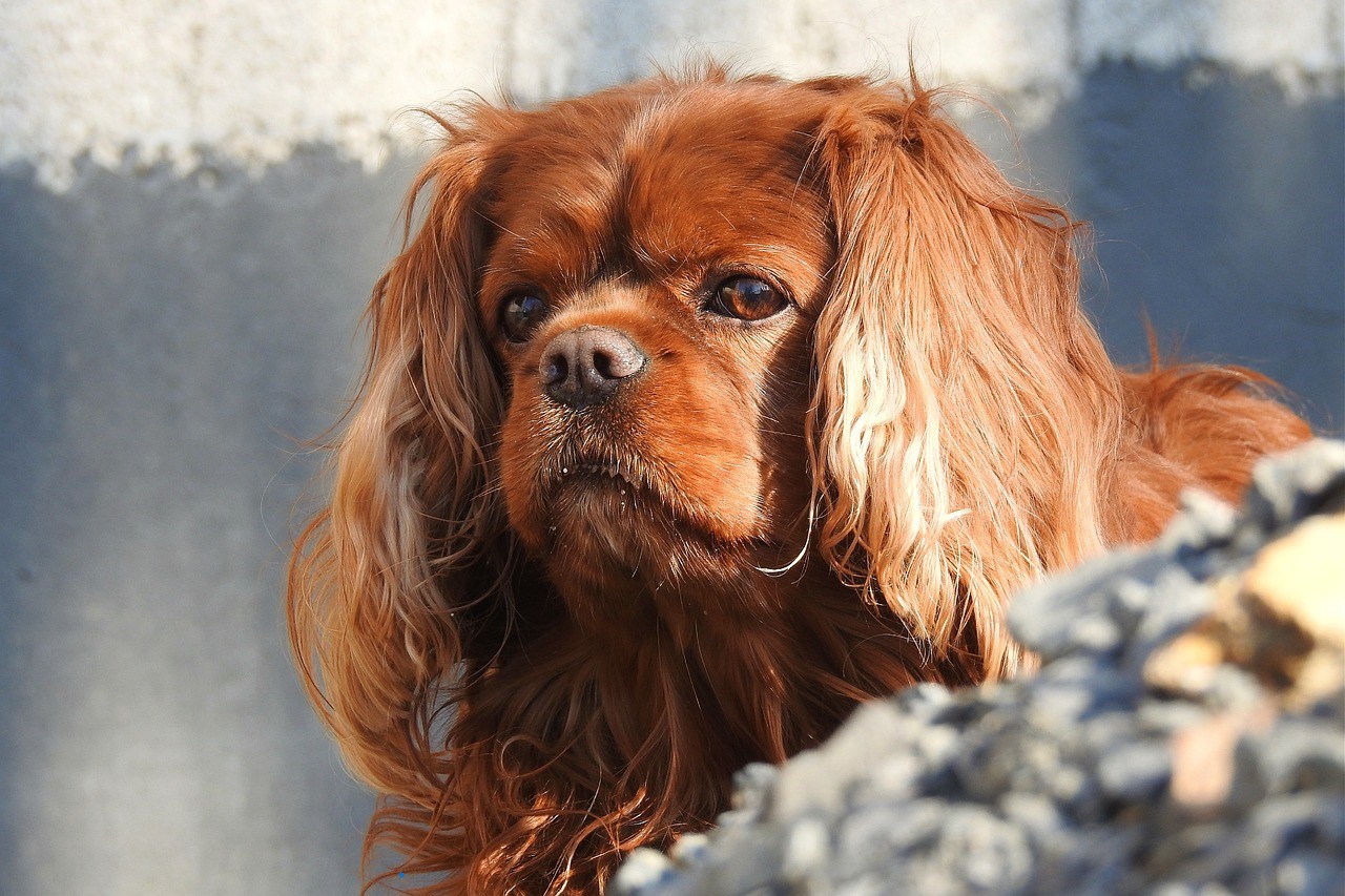 Typical health problems cavalier king charles 