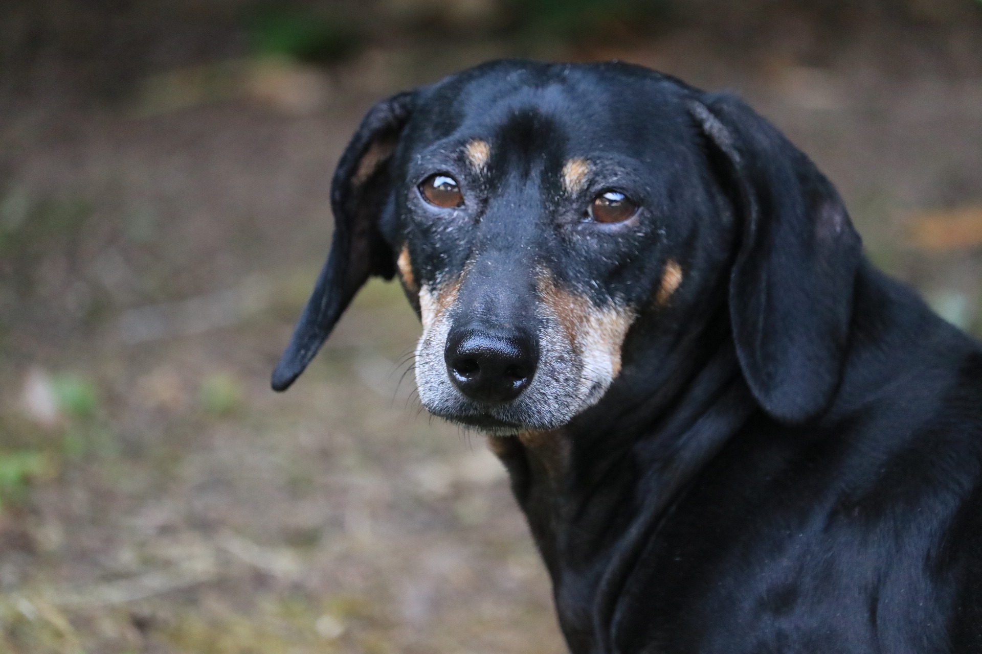 Dapple Doxie Dog: Uncovering Personalitie of Coat Charisma