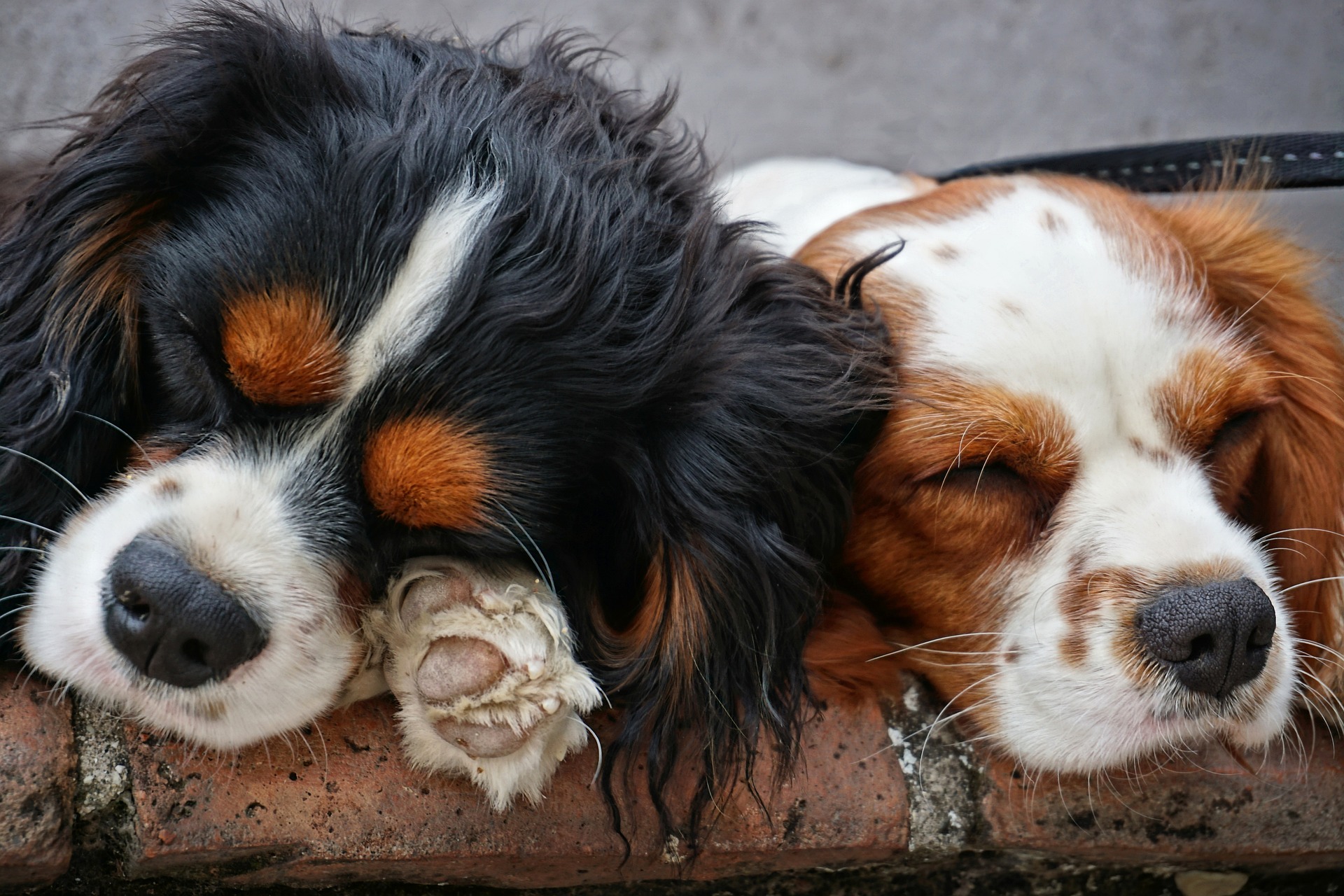 Cavalier King Charles Spaniel