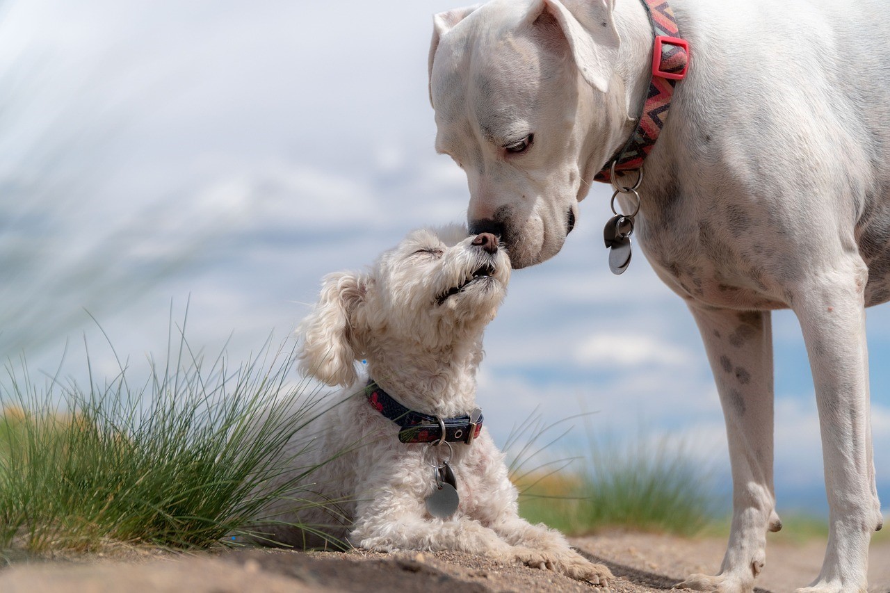 PoodleDane Mixe