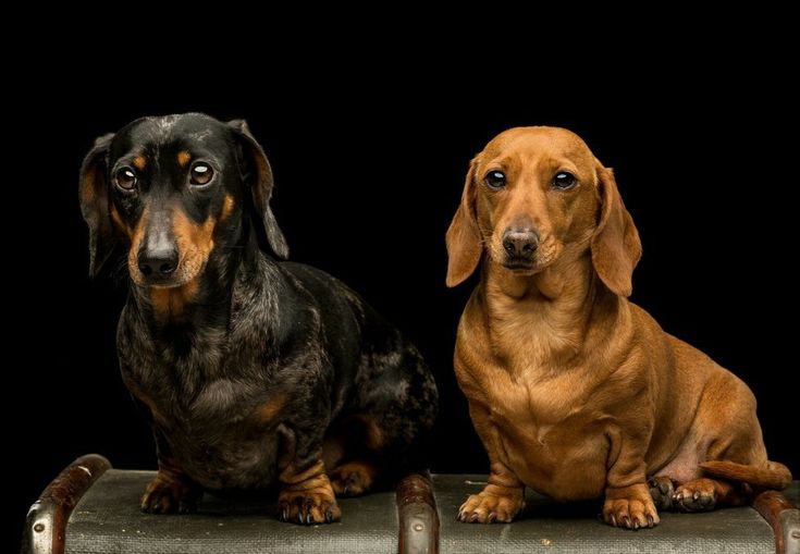 Dapple Doxie Dachshunds