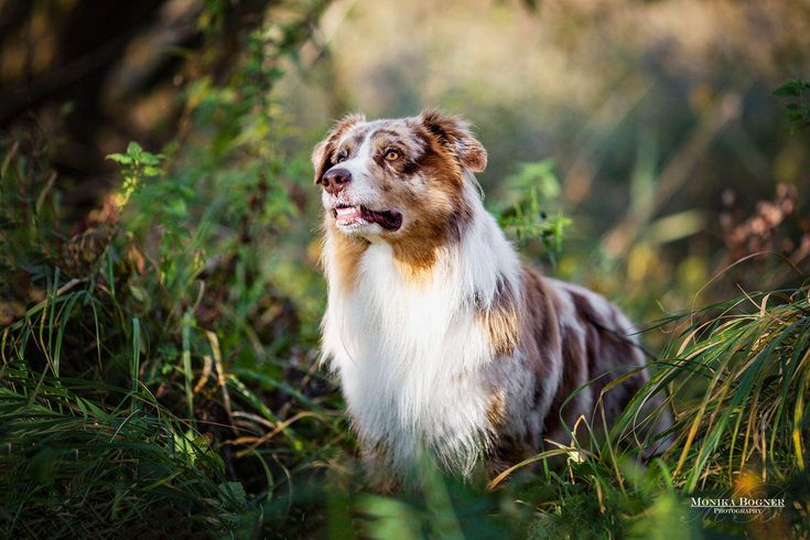 Australian Shepherd