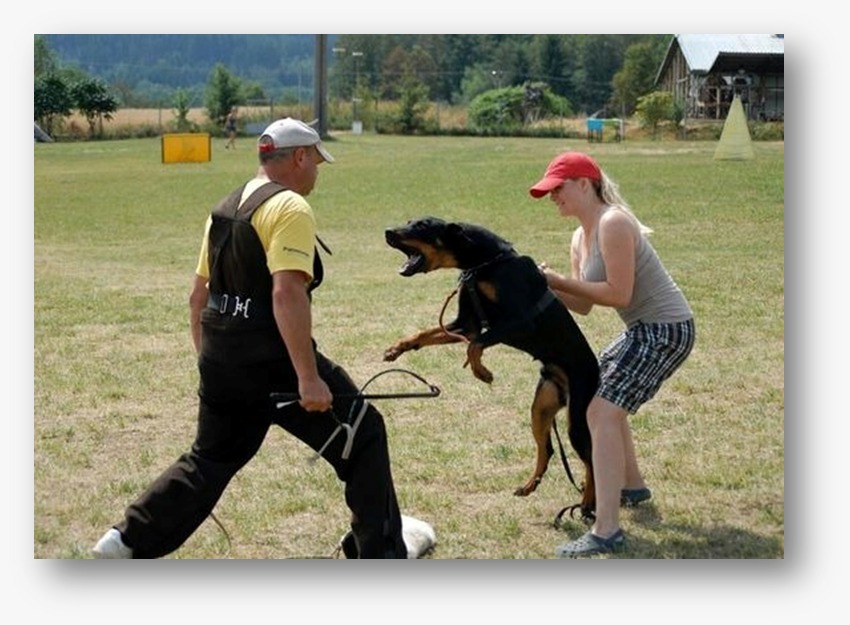 Black Cane Corso dog feeding