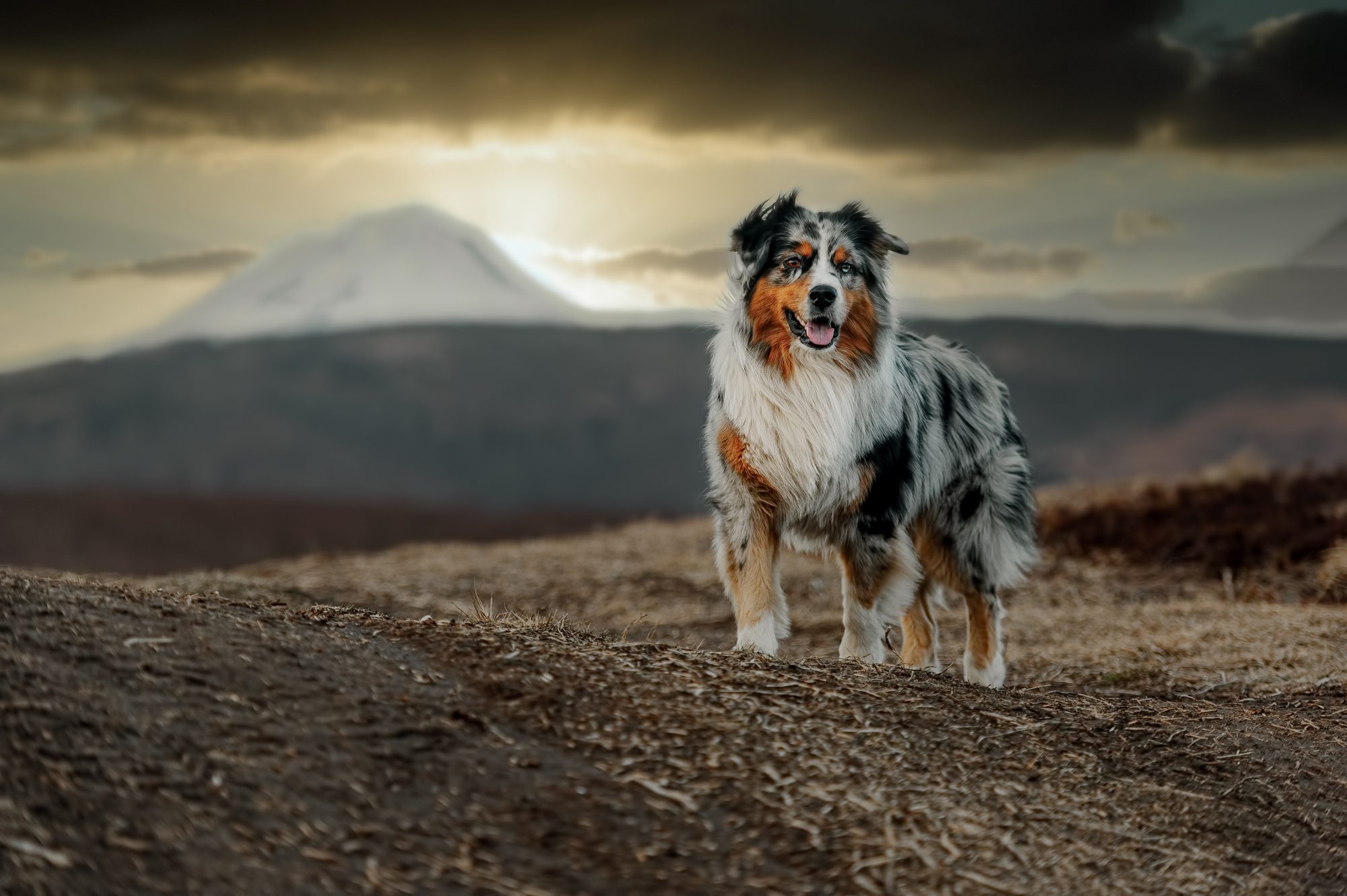 Tips and Advice for Caring for Australian Shepherds