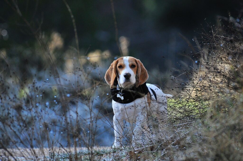 beagle puppy