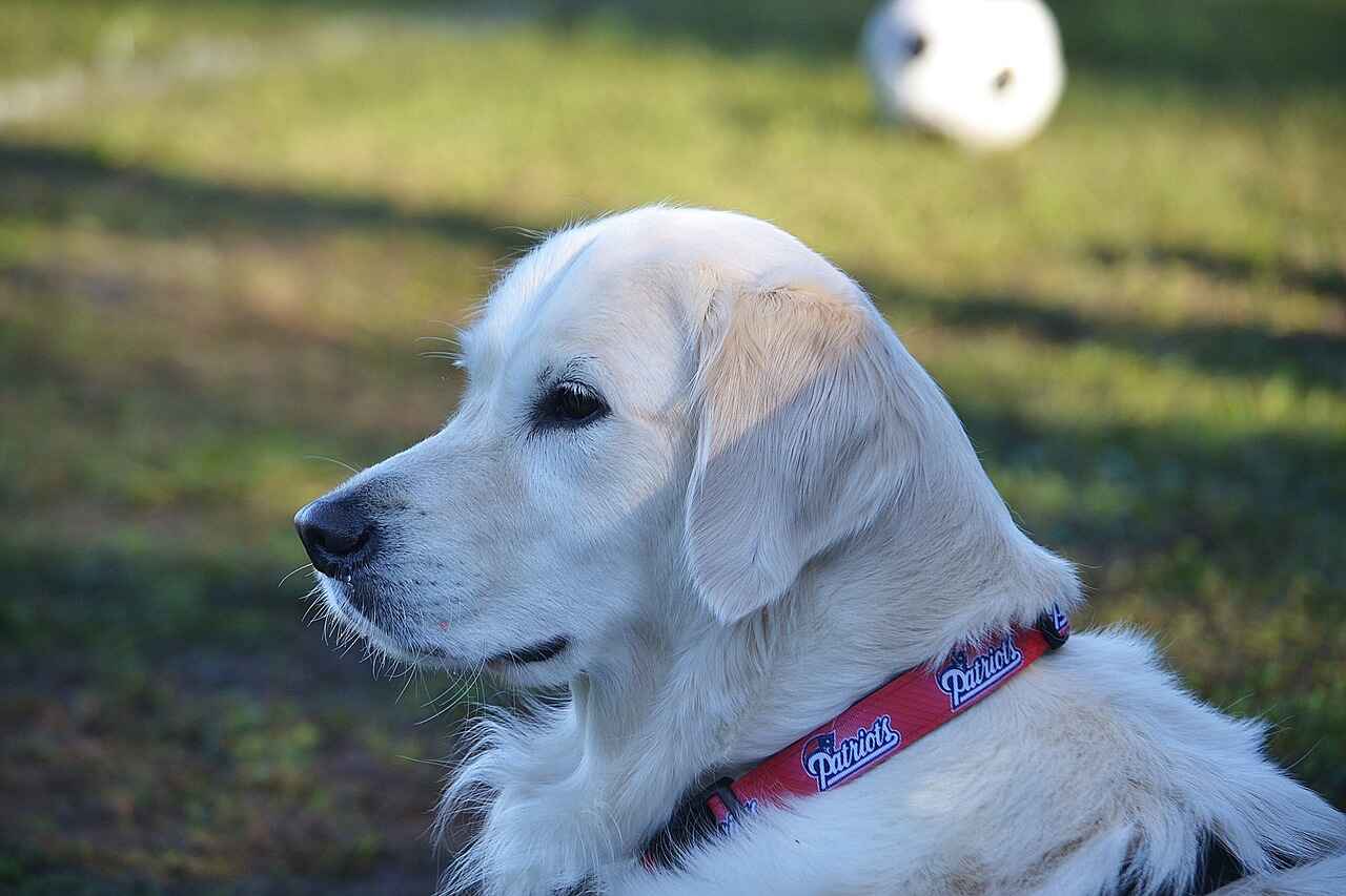 Advice on Raising and Developing White Golden Retrievers