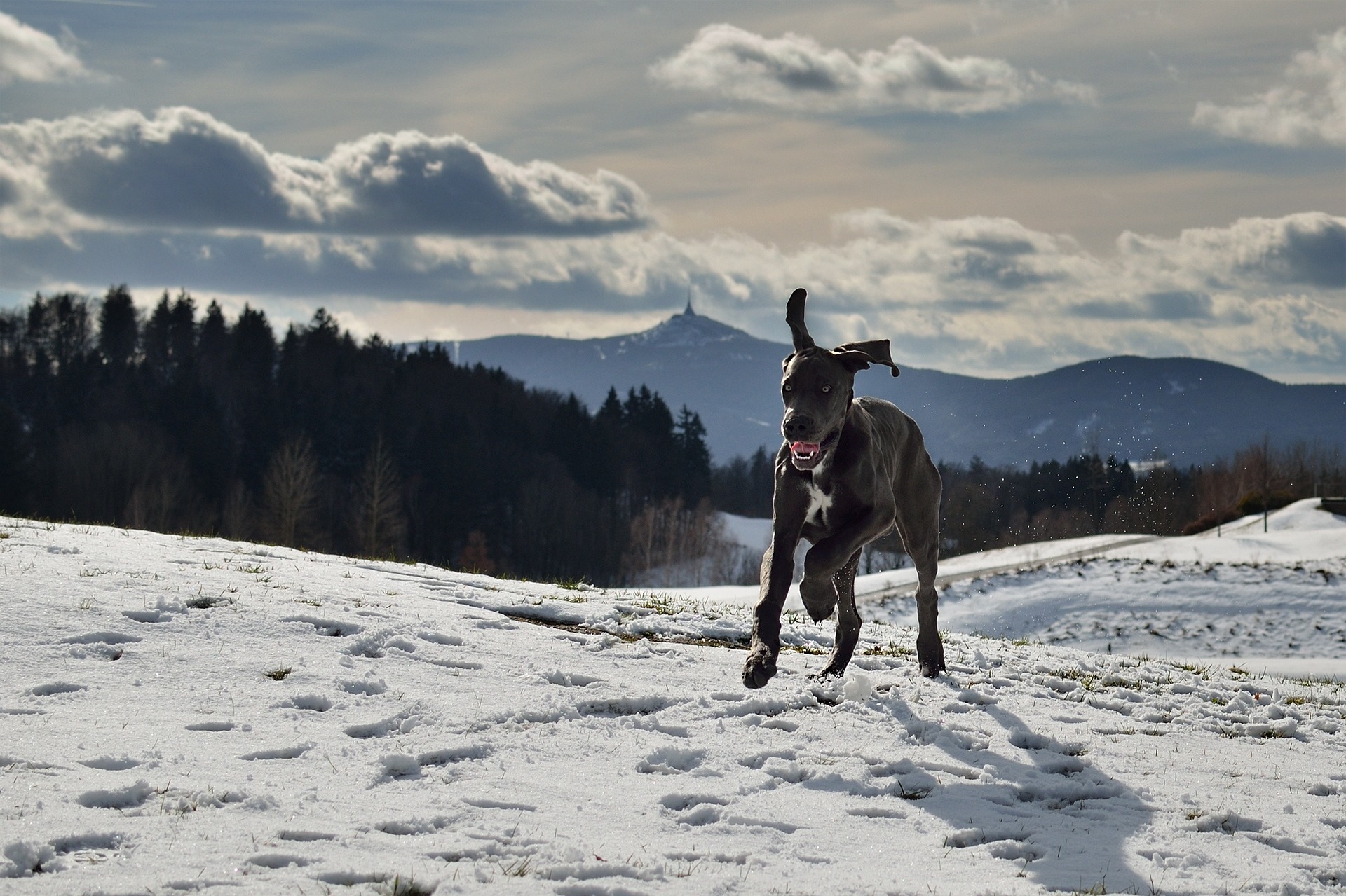 Great Dane Lab