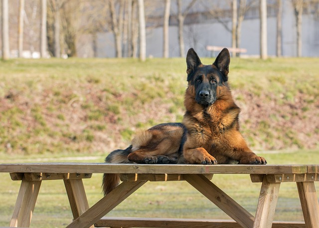 Frequently Held Myths Regarding German Shepherds