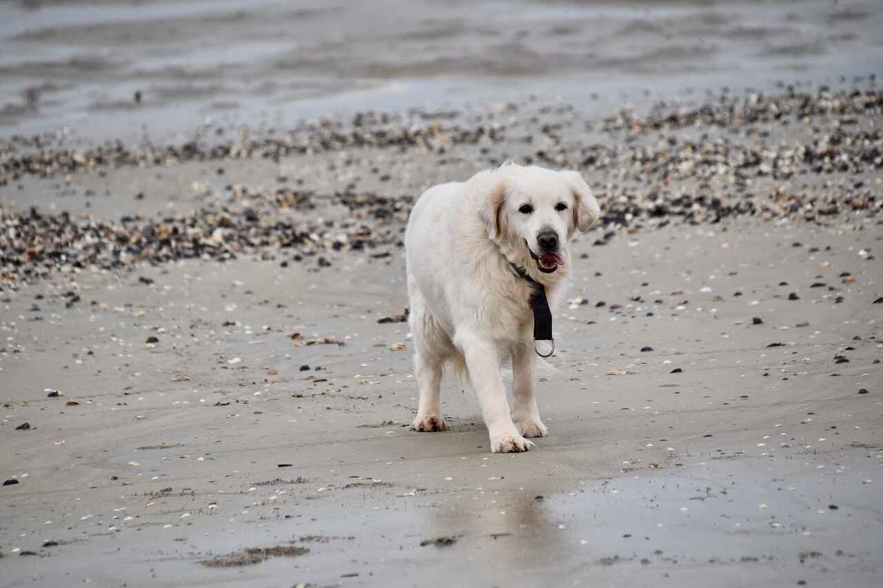 British/English Golden Retrievers: