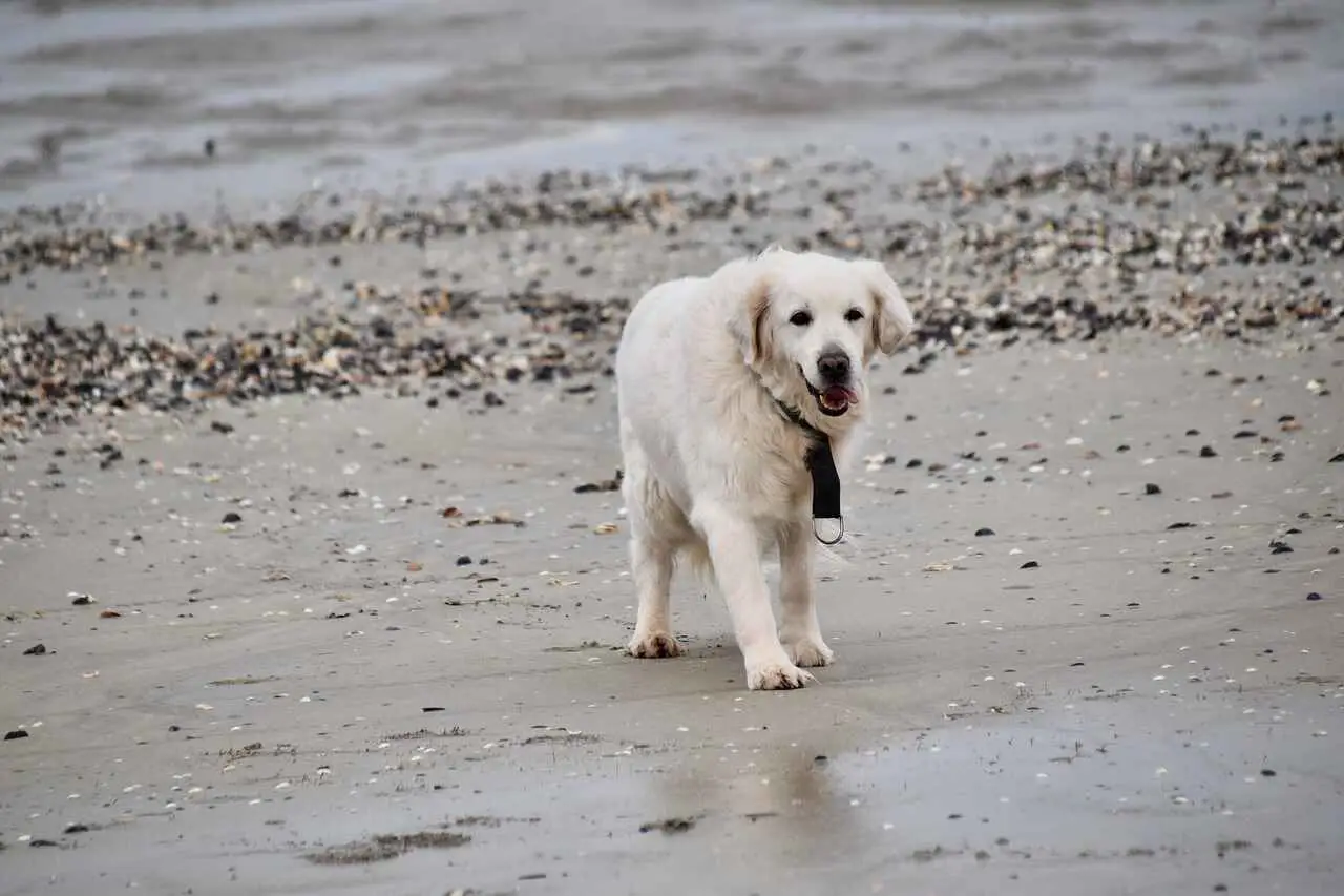 British/English Golden Retrievers: