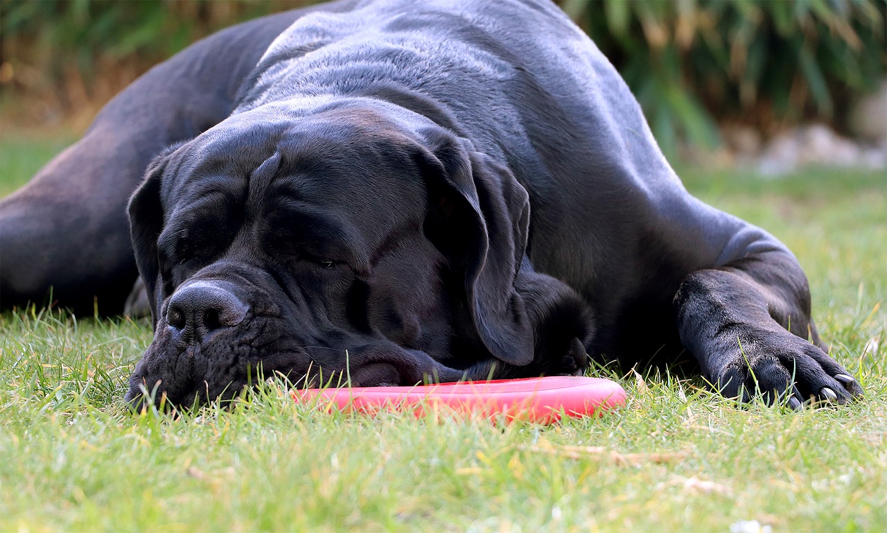 Black Cane Corso