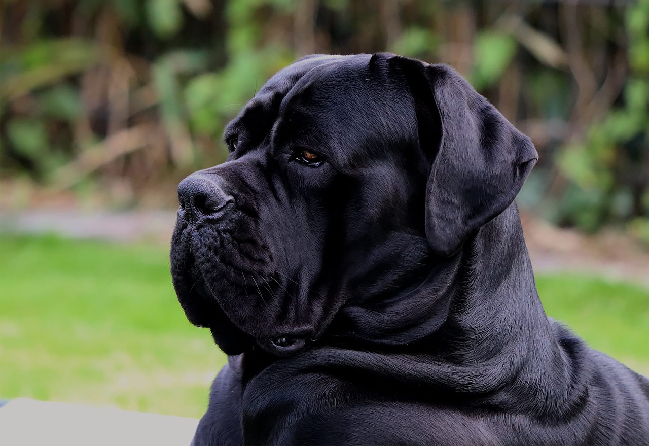 Black Cane Corso origins and history