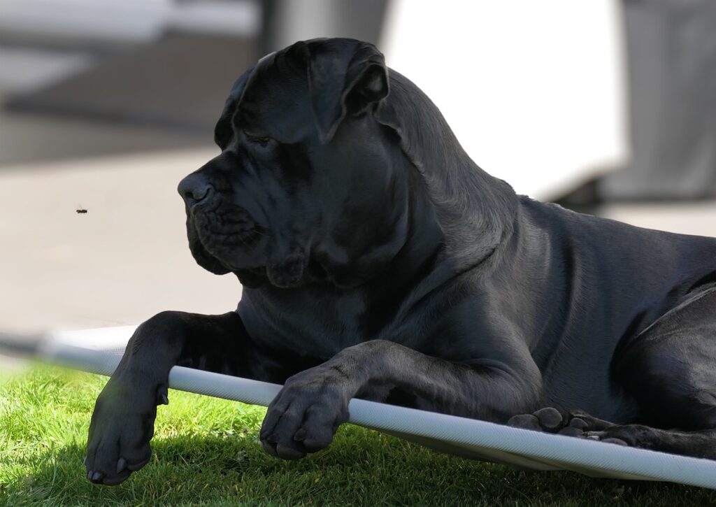 dog, cane corso italiano, domestic animal-6339587.jpg