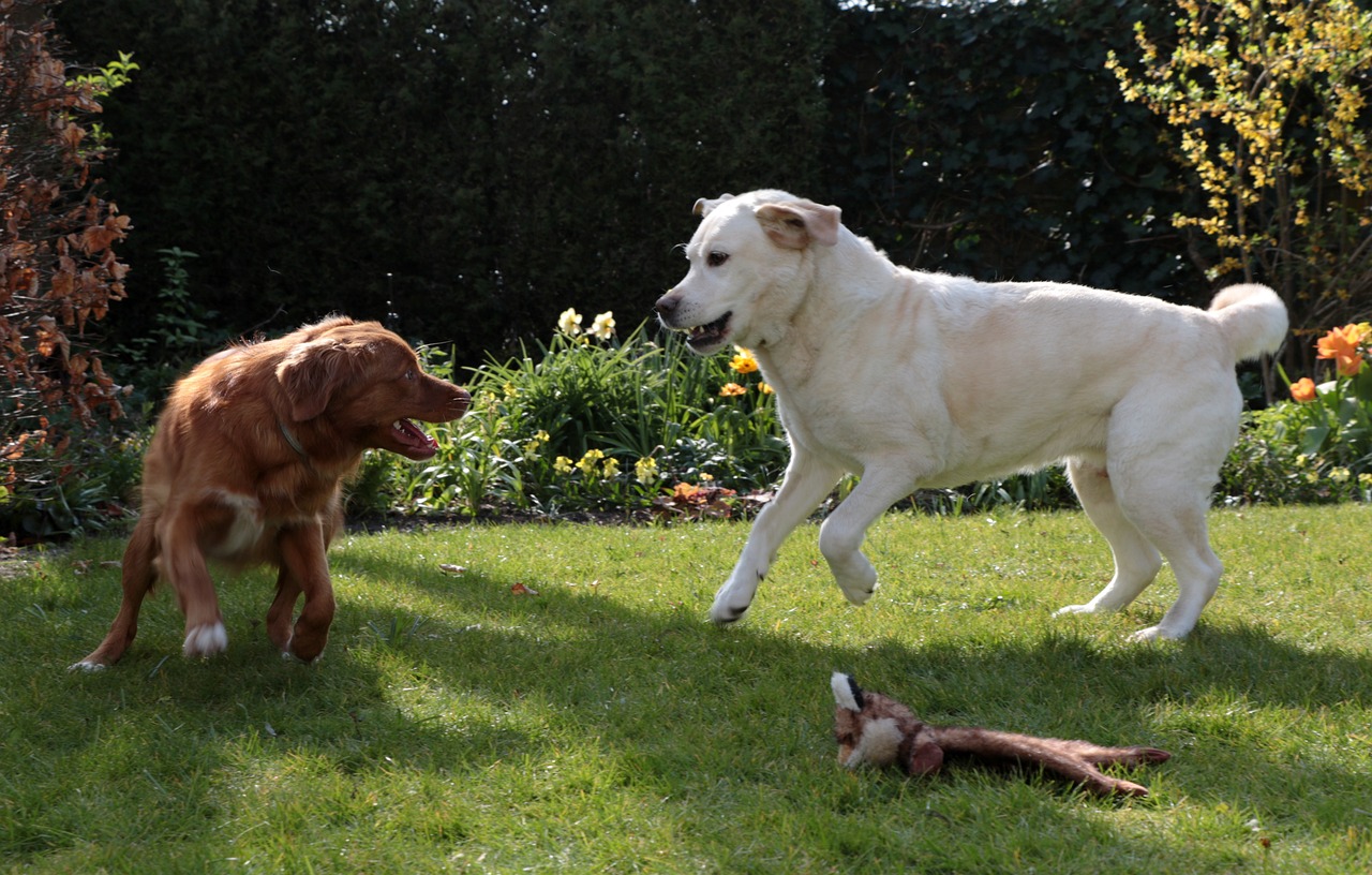 Differences Between Labrador Retrievers and Great Danes