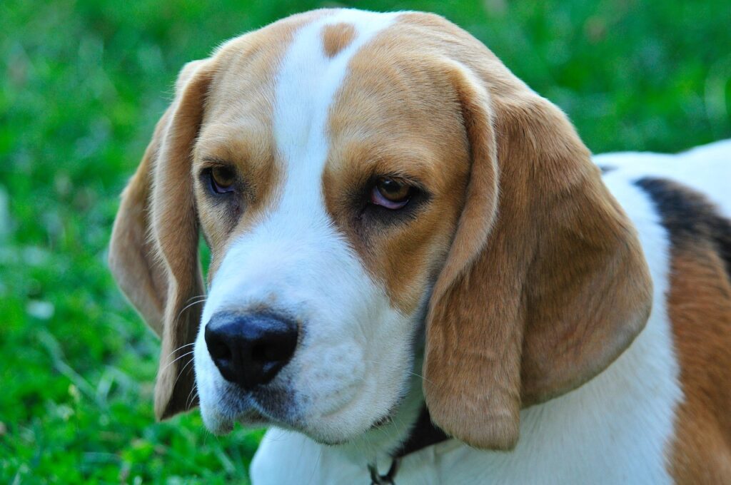 beagle puppy