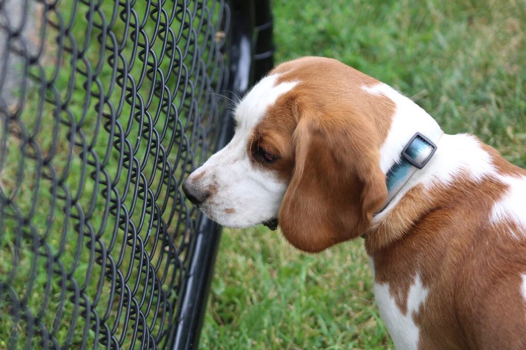 beagle puppy