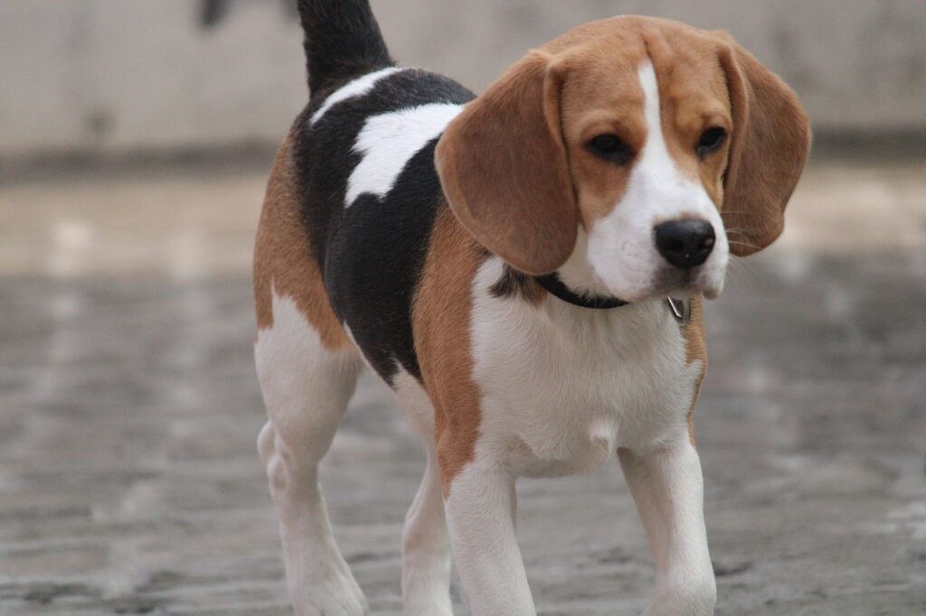 beagle puppy
