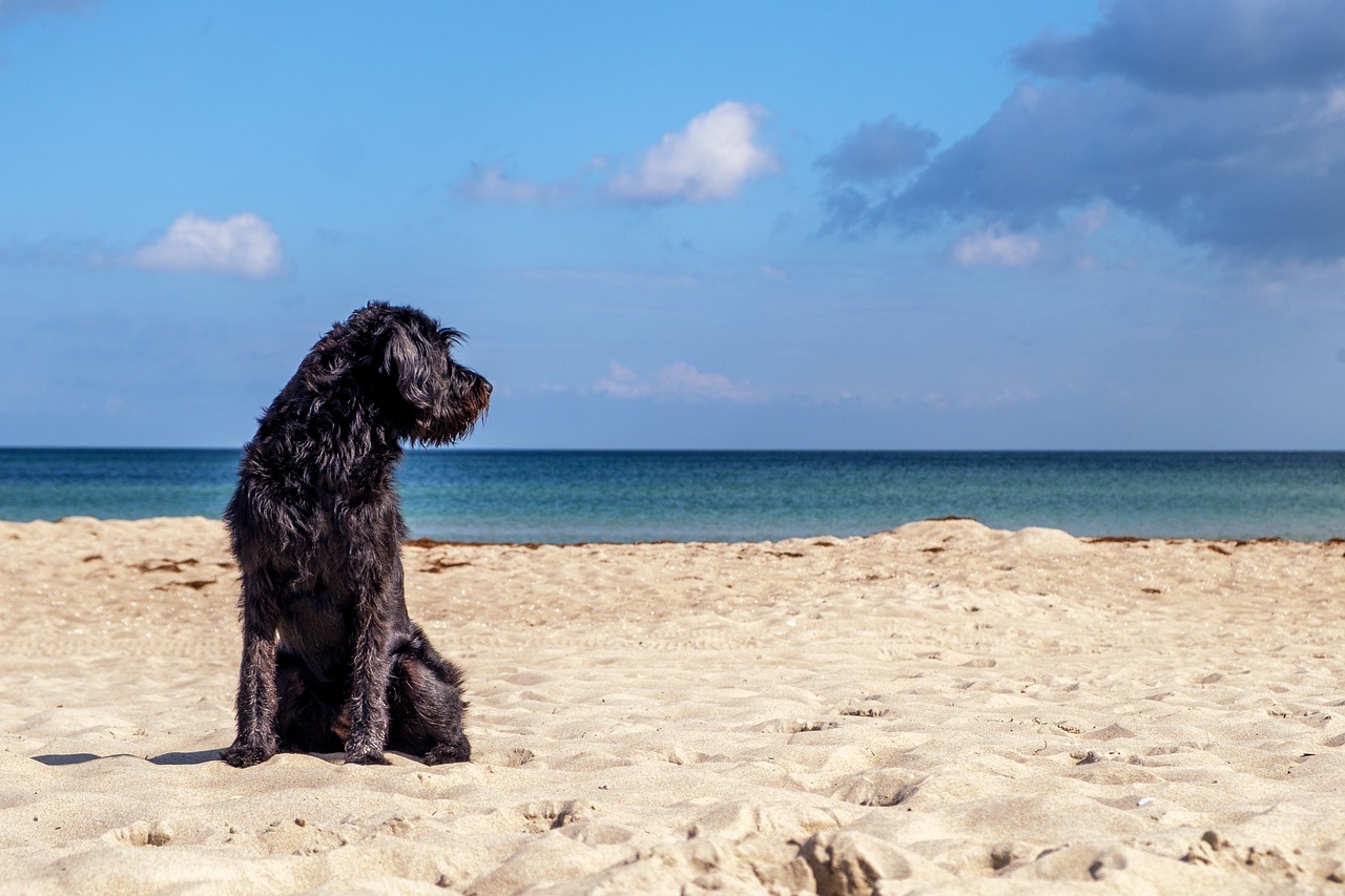 Training and Socialization for Miniature Poodle Dogs: