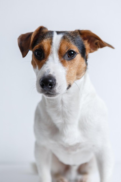 jack-russell-2029214_640 (1)