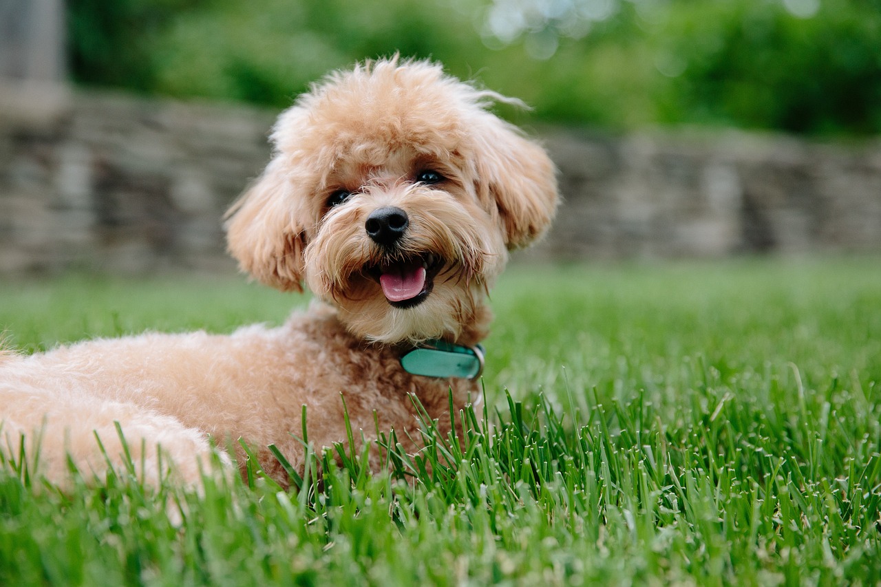 Miniature Poodle Dog Exercise and Activity Needs: