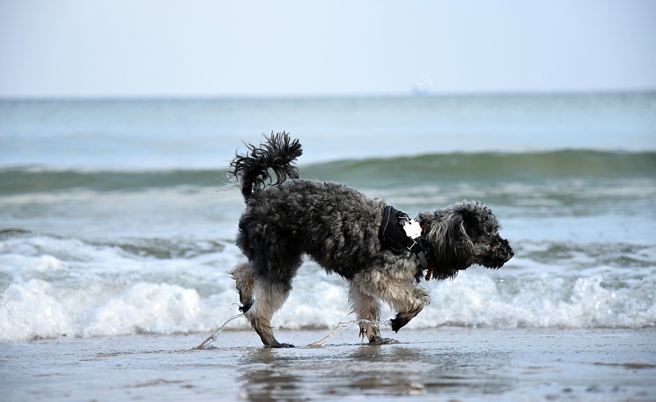 The Complete Guide to Miniature Poodle Dogs: Top 8 Steps