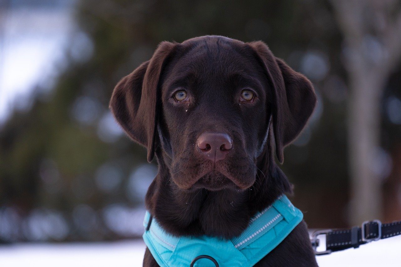 Health Concerns Common to Boxer Dogs