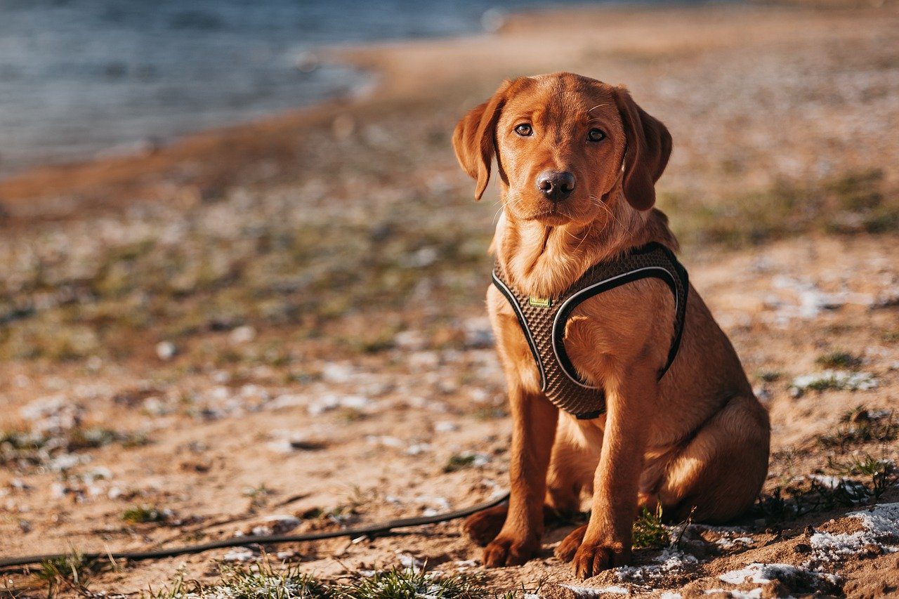 Personality and Temperament of Labrador Retrievers Brown