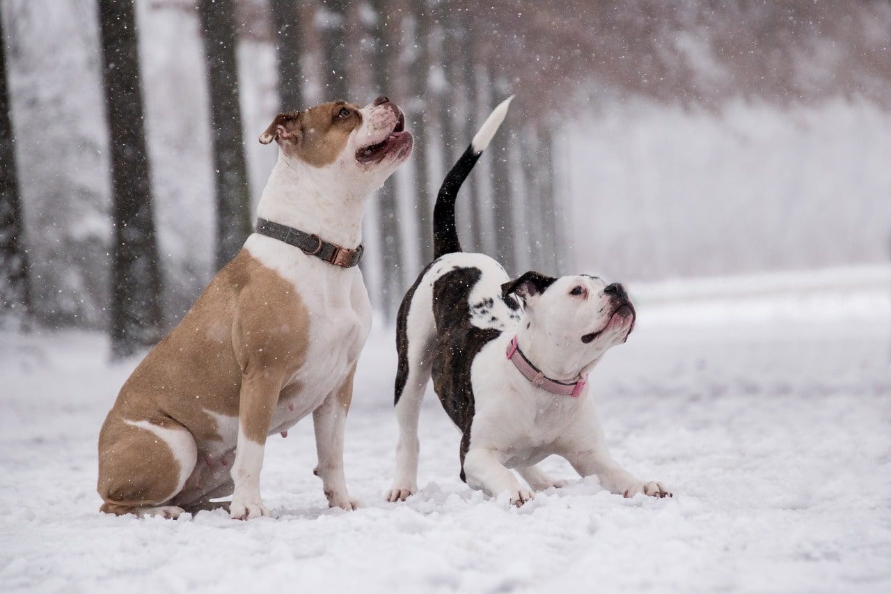 Advanced Training Techniques for Boxers