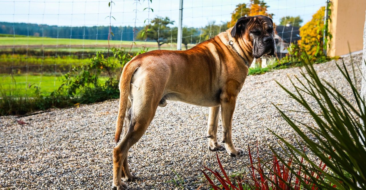 Health considerations for White Cane Corso owners