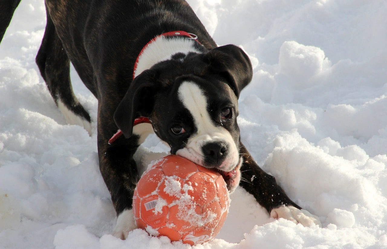 The Importance of Early Training for Boxers