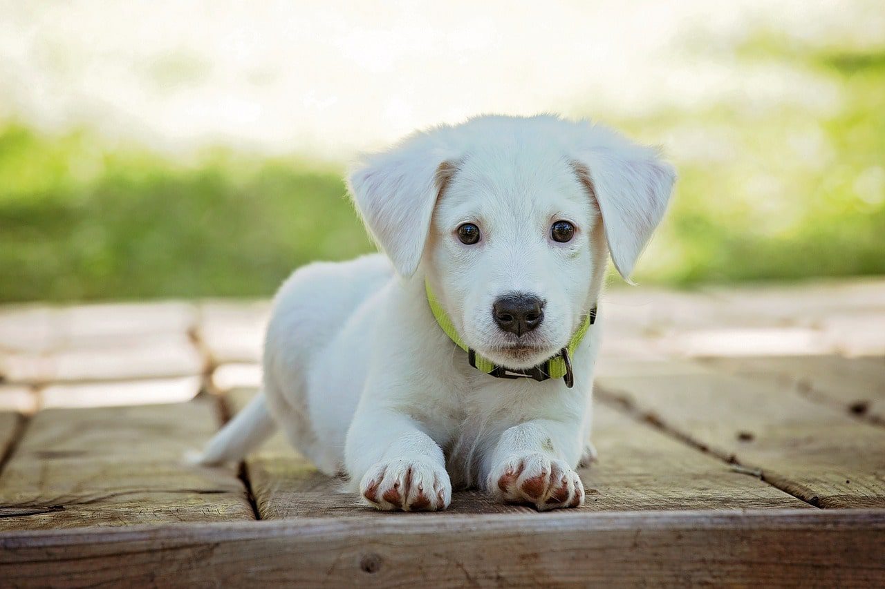 Finding a reputable breeder or adopting a White Cane Corso