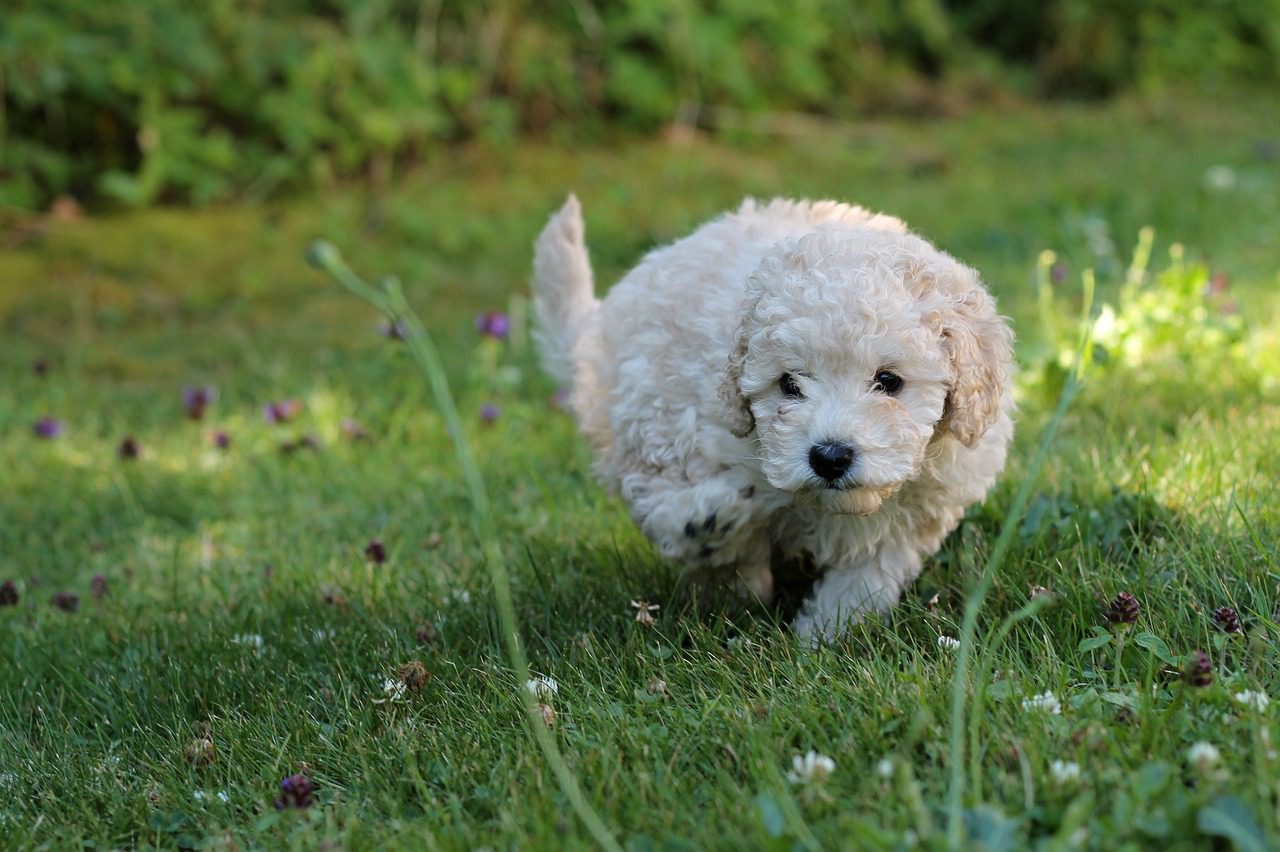 Training Tips for Your Poodle Miniature Dog