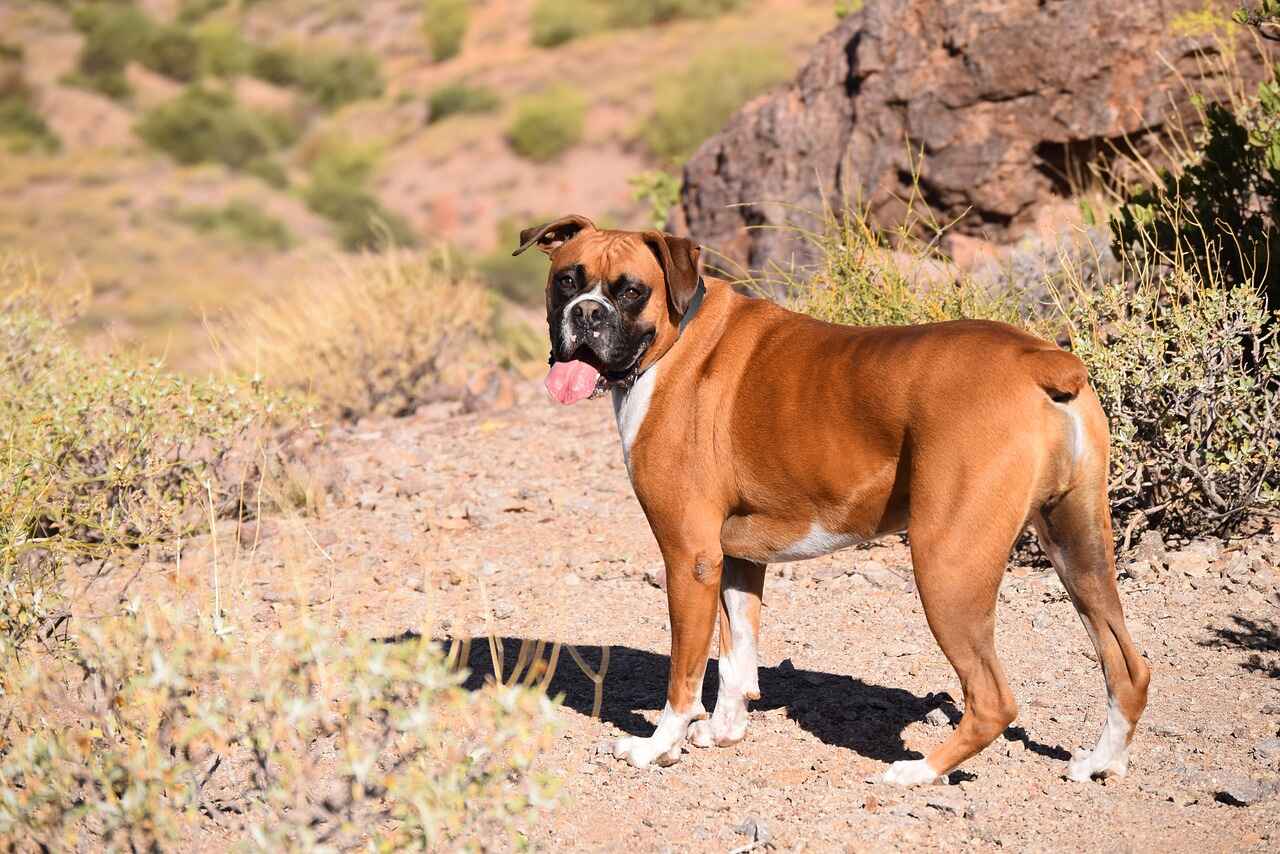 Explained Berlin to Boston: German vs. American Boxer Dogs 