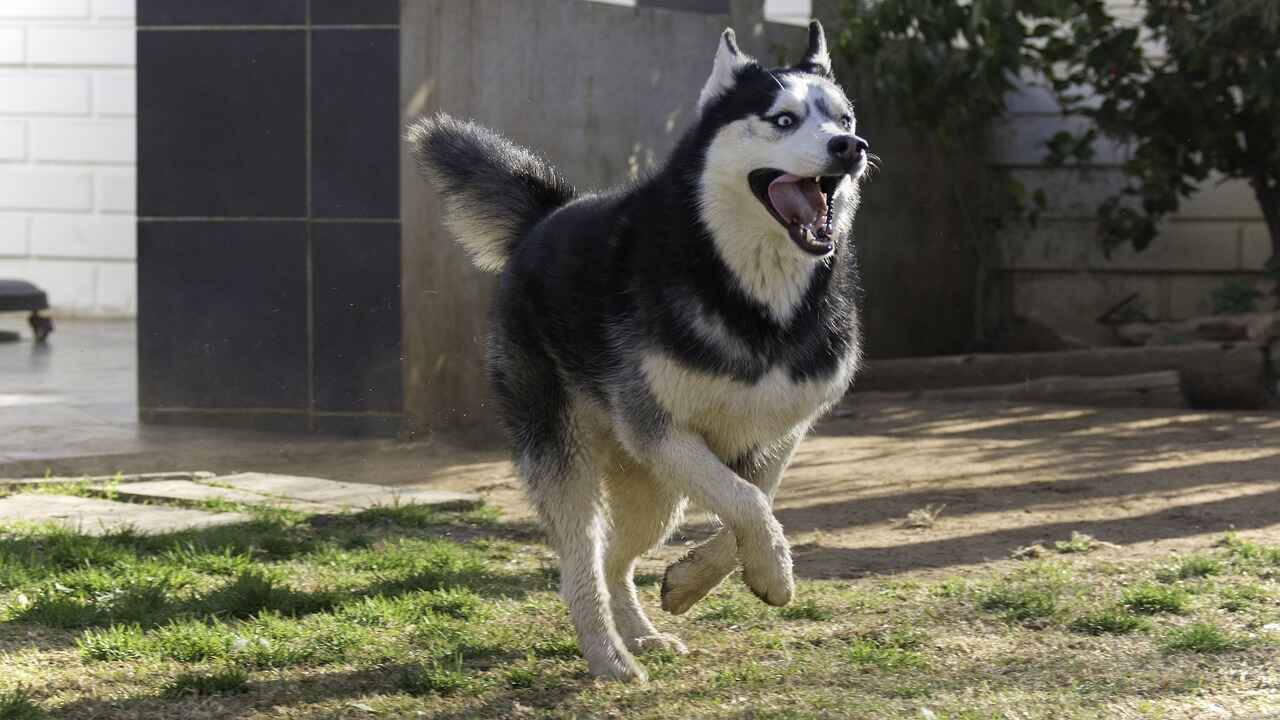 Black and White: The Classic Husky Look