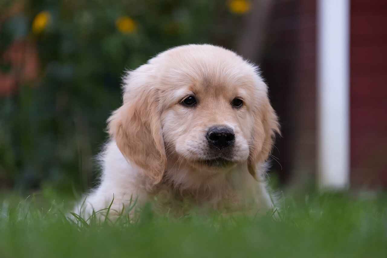 Golden Retriever Puppies: Raising the Sunshine in Your Life