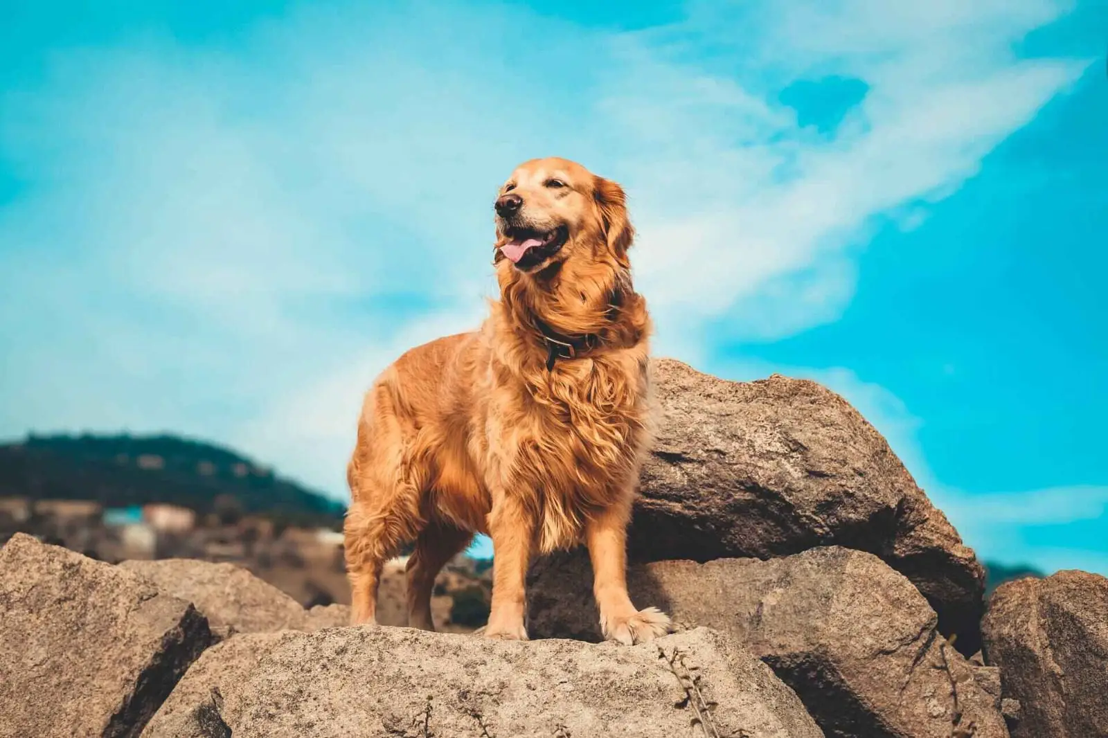 Socializing Your Golden Retriever Puppy