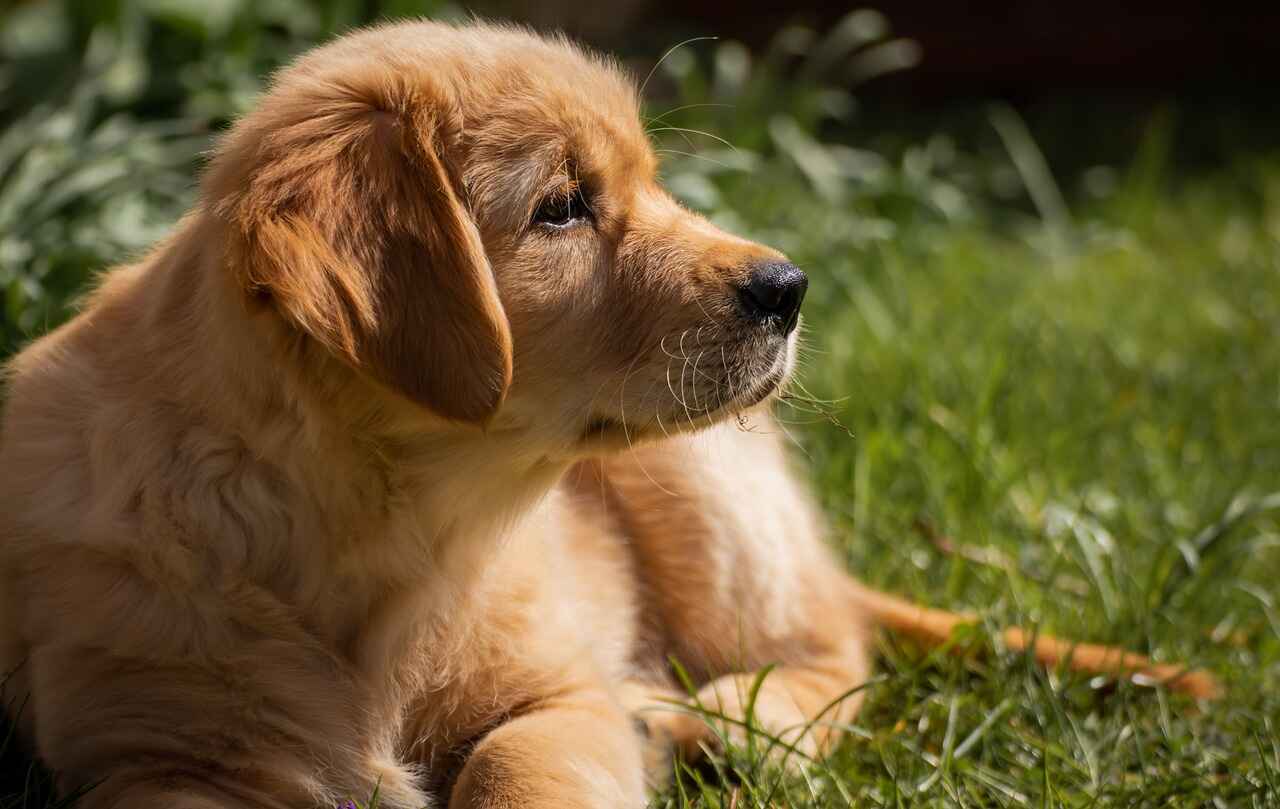 The Joy of Raising a Golden Retriever Puppy