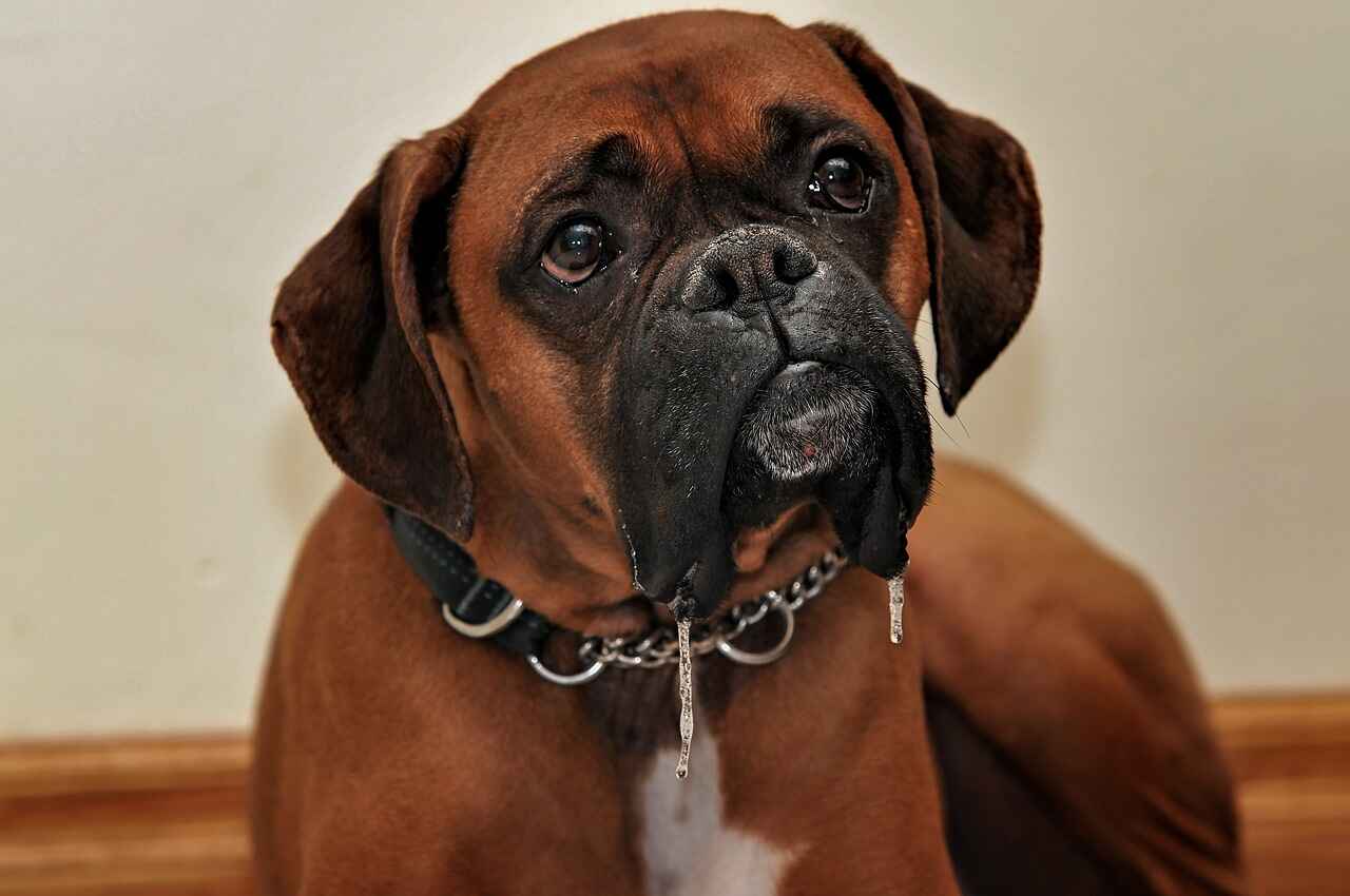 8 fascinating facts about Boxer dogs