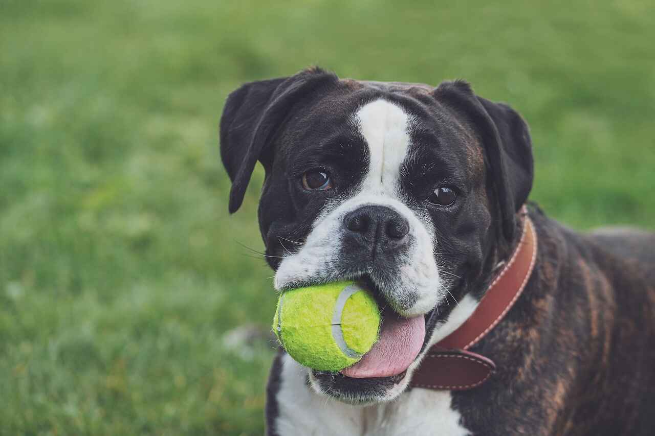 Temperament and Personality Traits of Boxer Dogs