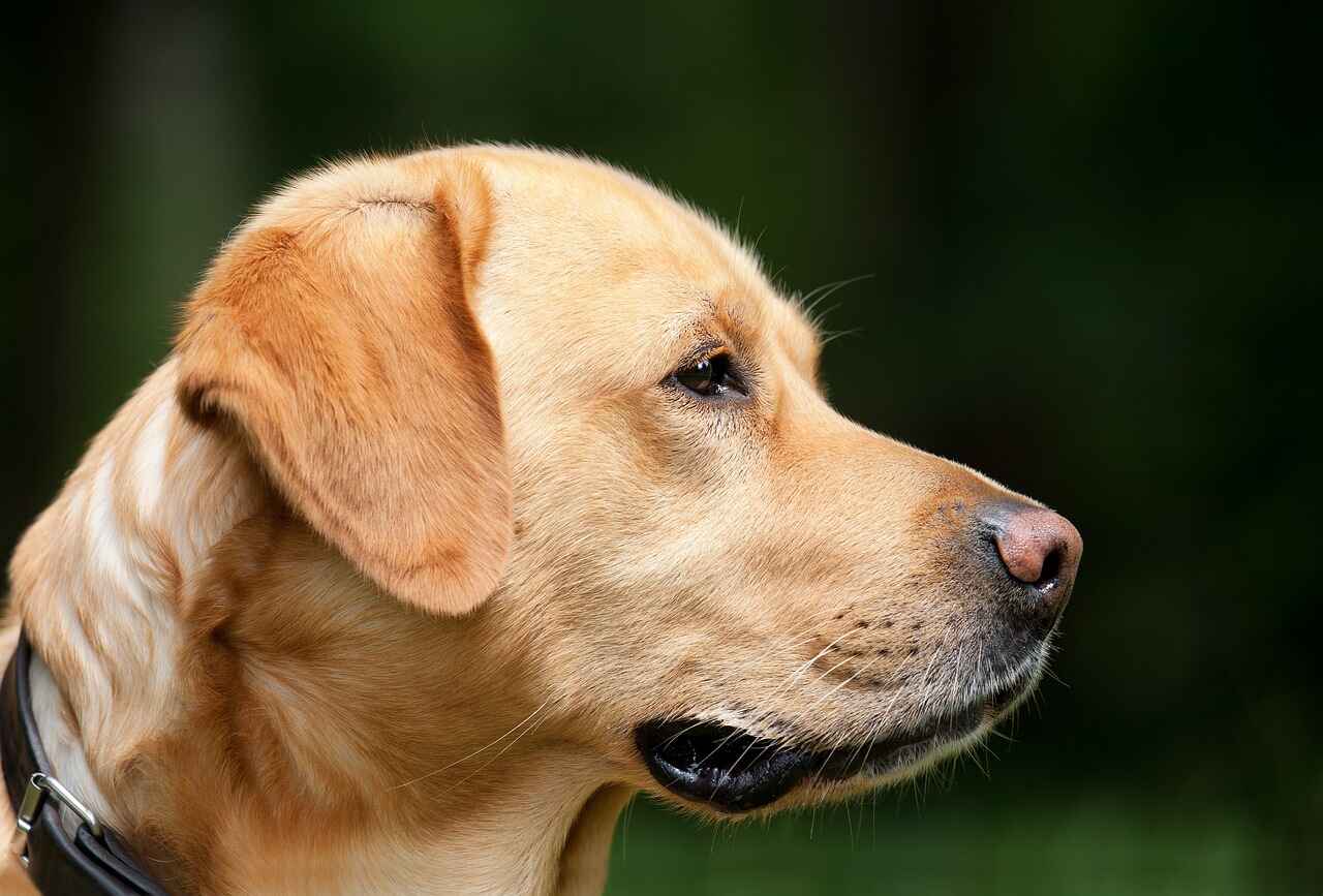 Choosing the Ideal Breed for You: Factors to Take Into Account Besides Shedding