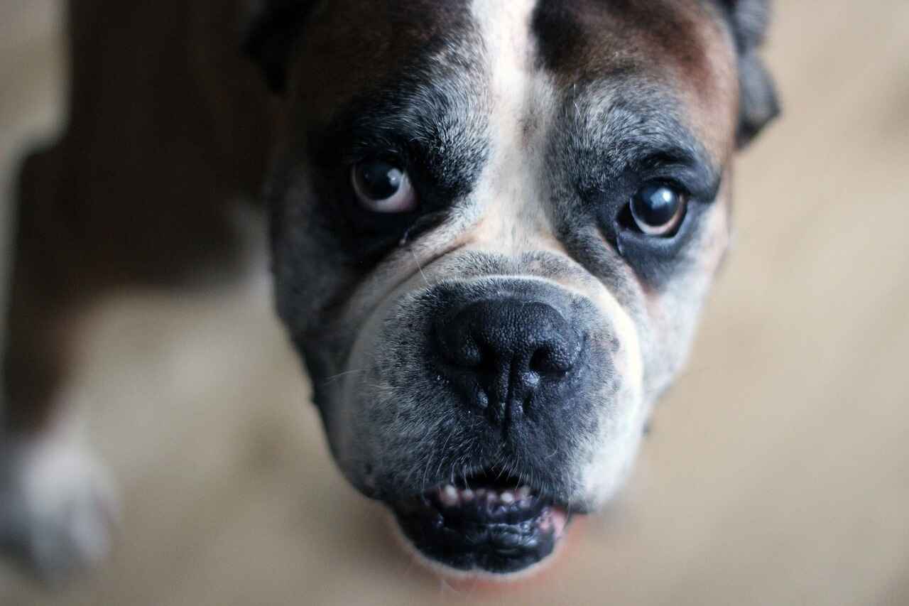 Interesting Facts and Trivia about Boxer Dogs