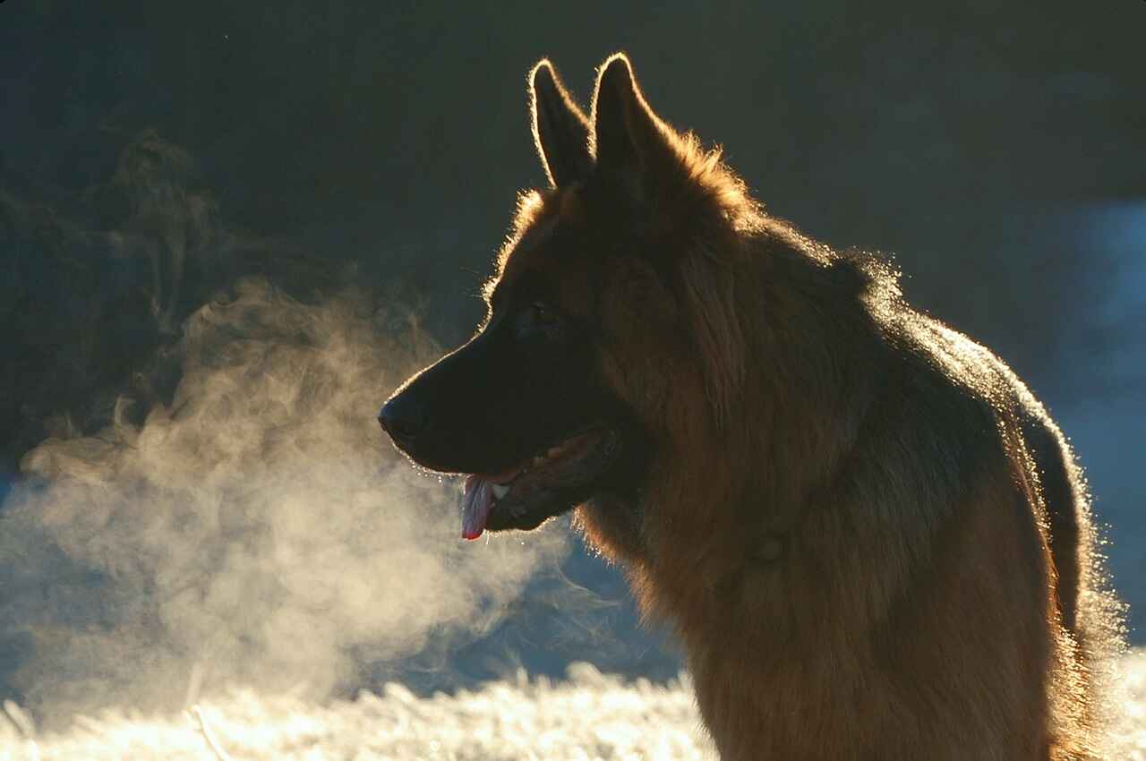 Temperament and Behavior of German Shepherds