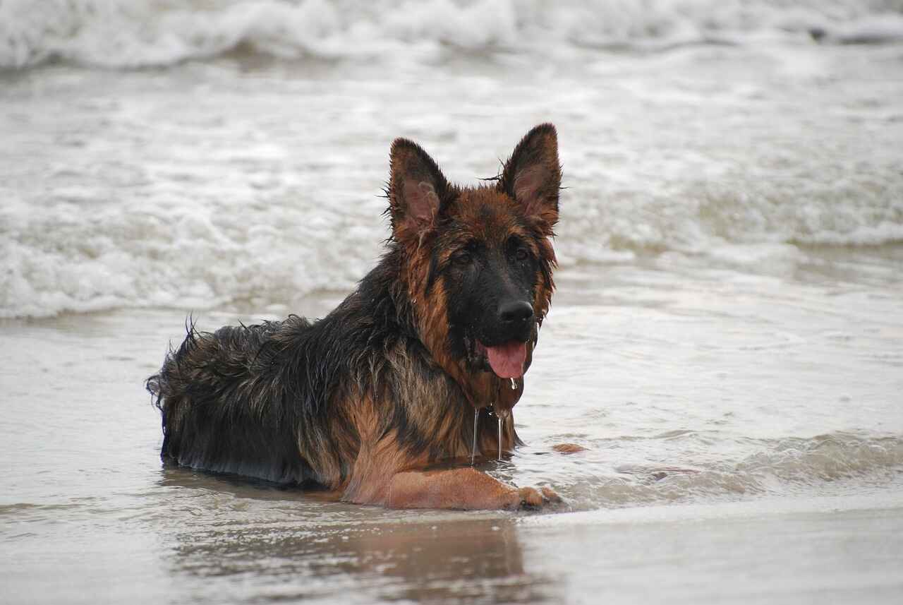 Caring for Your German Shepherd: Nutrition and Exercise