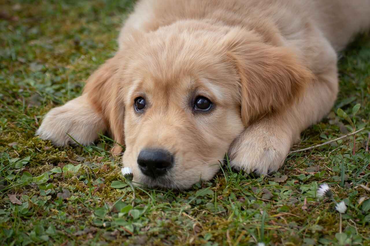 Shedding Characteristics of Golden Retrievers