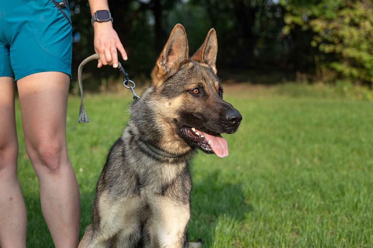 Exploring the Original German Shepherd Breed