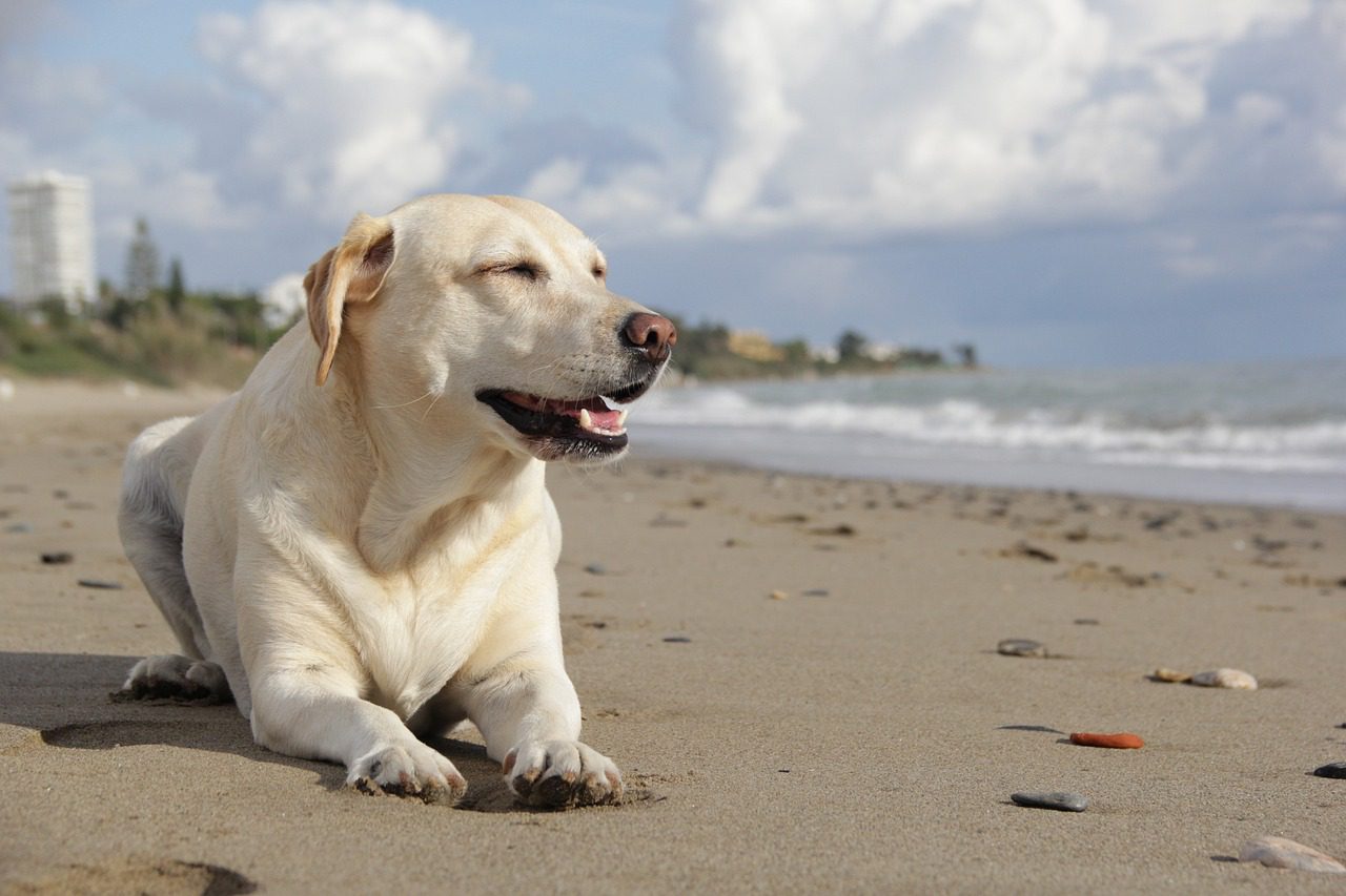 GOLDEN RETRIEVER VS LABRADOR SHEDDING