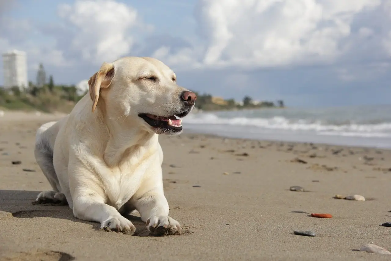 White Gold Retrievers: Unlocking Hidden Charms (5types)