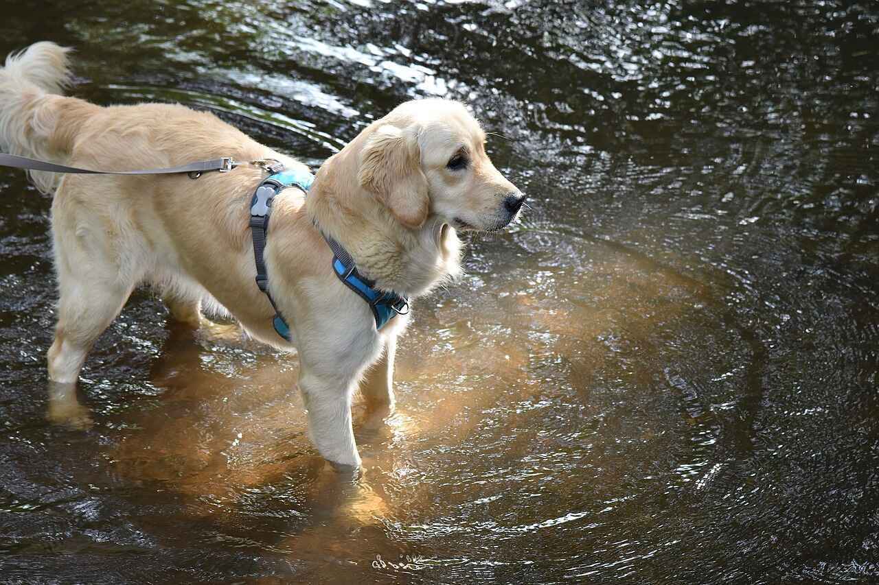 Factors That Influence Shedding in Golden Retrievers and Labradors